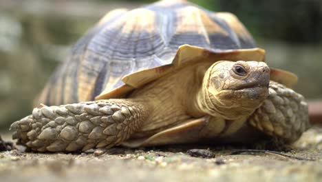 Sulcata-tortoise-blink-eye